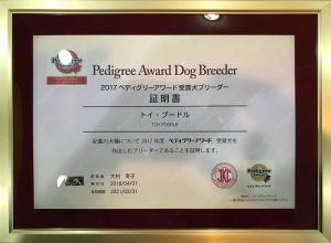 Pedigree award dog breeder Toy Poodle